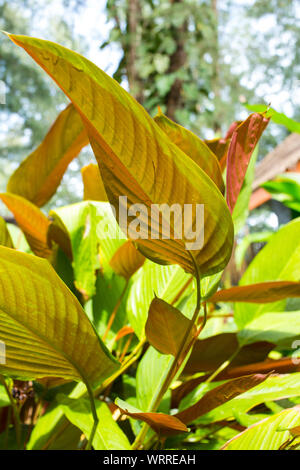 Philodendron "Red Emerald", Blatt haben zwei Farben Stockfoto