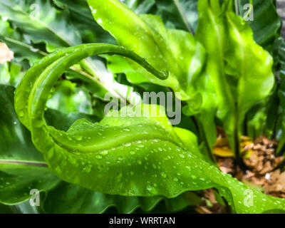 Regentropfen, Wassertropfen auf grün Junges Blatt von Bird's Nest Farn Stockfoto