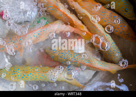 Live Blaupunktrochen Fisch zum Essen sind für Verkauf im Central Market in Phnom Penh, Kambodscha. Stockfoto