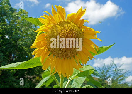 Sonnenblume auf einem klaren Sommer Stockfoto