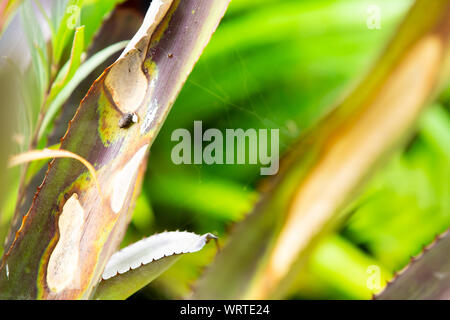 Kleine Spinne, Spinnennetz und Haus Eidechse Fäkalien auf bromelie Blätter, Close Up & Makroaufnahme, selektiver Fokus, Abstrakte grafik design Stockfoto