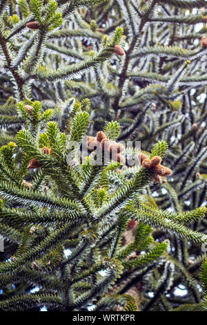 Die neuen Lagerinnenringe bilden auf einer Monkey Puzzle Baum im Frühling, Christchurch, Neuseeland Stockfoto