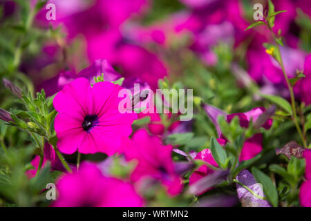 Petunie (Petunia hybrida) Blumen im Garten, rosa Farbe, Close Up & Makroaufnahme, selektiver Fokus, abstrakte Muster Hintergrund Stockfoto