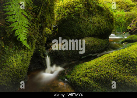 Eine lange Belichtung, ruhigen Wald Natur Szene mit einem kleinen Bach und Wasserfall fließt durch Steine mit Moos und Farnen bedeckt. Neuseeland. Stockfoto