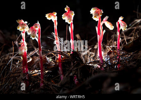 Pinesap (Monotropa hypopitys) bei Nacht beleuchtet - Getreidemühle Untiefen Trail, DuPont, Freizeit Wald, Cedar Mountain, North Carolina, USA Stockfoto