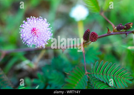 Empfindliche Pflanze, verschlafene Anlage, die Touch-me-not, Mimosa pudica Pflanzen und lila Blumen, roten Früchten, Close Up & Makroaufnahme, selektiver Fokus, abstrakten Stockfoto