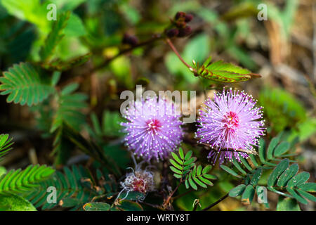 Empfindliche Pflanze, verschlafene Anlage, die Touch-me-not, Mimosa pudica Pflanzen und Lila Blume, Nahaufnahme & Makroaufnahme, selektiver Fokus, abstrakten Hintergrund Stockfoto