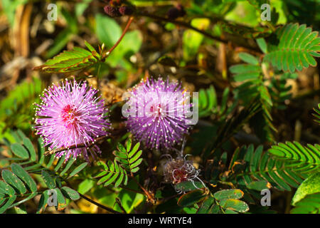 Empfindliche Pflanze, verschlafene Anlage, die Touch-me-not, Mimosa pudica Pflanzen und Lila Blume, Nahaufnahme & Makroaufnahme, selektiver Fokus, abstrakten Hintergrund Stockfoto