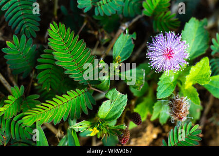 Empfindliche Pflanze, verschlafene Anlage, die Touch-me-not, Mimosa pudica Pflanzen und Lila Blume, Nahaufnahme & Makroaufnahme, selektiver Fokus, abstrakten Hintergrund Stockfoto