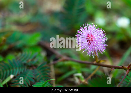 Empfindliche Pflanze, verschlafene Anlage, die Touch-me-not, Mimosa pudica Pflanzen und Lila Blume, Nahaufnahme & Makroaufnahme, selektiver Fokus, abstrakten Hintergrund Stockfoto
