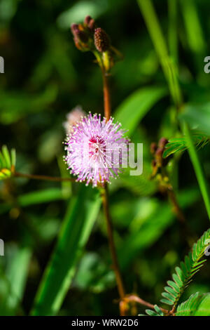 Empfindliche Pflanze, verschlafene Anlage, die Touch-me-not, Mimosa pudica Pflanzen und Lila Blume, Nahaufnahme & Makroaufnahme, selektiver Fokus, abstrakten Hintergrund Stockfoto