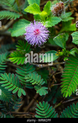 Empfindliche Pflanze, verschlafene Anlage, die Touch-me-not, Mimosa pudica Pflanzen und Lila Blume, Nahaufnahme & Makroaufnahme, selektiver Fokus, abstrakten Hintergrund Stockfoto