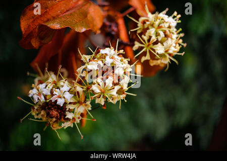 Regentropfen auf goldenen Blätter (Bauhinia aureifolia) und Blumen im Garten Stockfoto