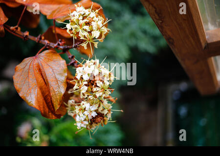 Regentropfen auf goldenen Blätter (Bauhinia aureifolia) und Blumen im Garten Stockfoto