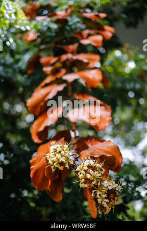Regentropfen auf goldenen Blätter (Bauhinia aureifolia) und Blumen im Garten Stockfoto