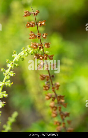 Verdorrt, Grün, frisches Basilikum (Ocimum basilicum) Blumen im Garten, in der Nähe Up & Makroaufnahme, Abstrakte verschwommenen Hintergrund Stockfoto