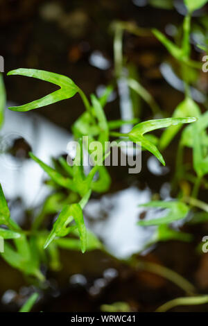 Chinesisch Wasser Convolvulus Convolvulus, Wasser, Sumpf, Wasser Morning Glory Morning Glory in Wasser Stockfoto