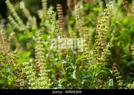 Grüne, Frische, verwelkte Blumen Basilikum (Ocimum basilicum) im Garten, in der Nähe Up & Makroaufnahme, Abstrakte verschwommenen Hintergrund Stockfoto