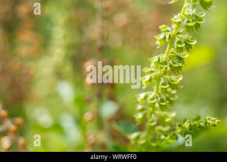 Grüne, Frische, verwelkte Blumen Basilikum (Ocimum basilicum) im Garten, in der Nähe Up & Makroaufnahme, Abstrakte verschwommenen Hintergrund Stockfoto