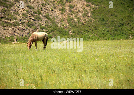 Ein junges Pferd essen Gras auf der Weide am Fuße eines Hügels. Altai, Sibirien, Russland. Stockfoto
