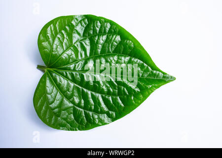 Wild Betel leafbush oder Piper sarmentosum roxb auf weißem Hintergrund, grüne Blätter Muster Stockfoto