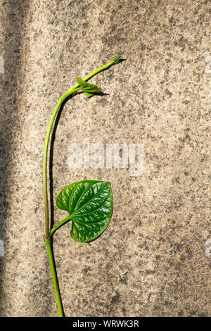 Wild Betel leafbush oder Piper sarmentosum roxb auf Betonwand, grüne Blätter Muster Stockfoto