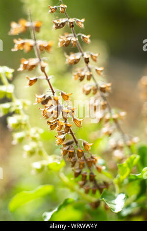 Verdorrt, Grün, frisches Basilikum (Ocimum basilicum) Blumen im Garten, in der Nähe Up & Makroaufnahme, Abstrakte verschwommenen Hintergrund Stockfoto