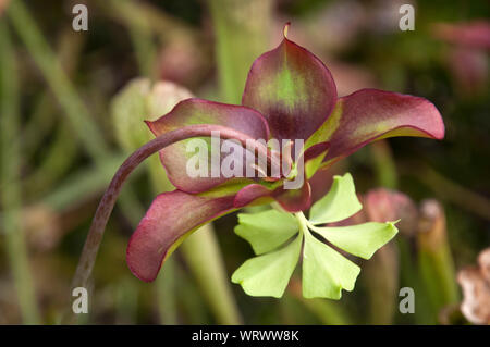 Sydney Australien, Sarracenia oder kannenpflanze Blume Stockfoto