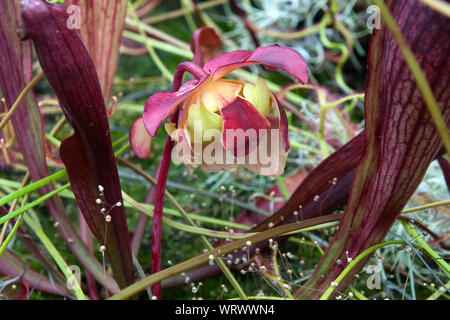 Sydney Australien, rosa Blume einer fallgrube Anlage Stockfoto