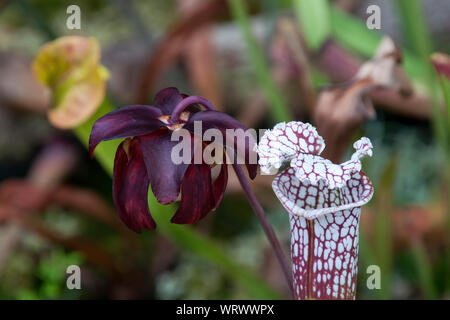 Sydney Australien, offene Sarracenia purpurea oder Seite - Blume Sattel im Garten Stockfoto