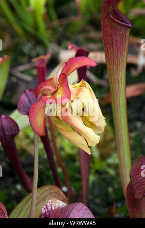 Sydney Australien, Blume einer kannenpflanze oder Trompete Krug mit gelben Blüten im Garten Stockfoto