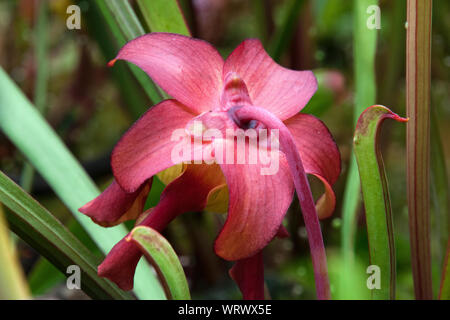 Sydney Australien, rosa Blume einer fallgrube Werk in Sonnenschein Stockfoto