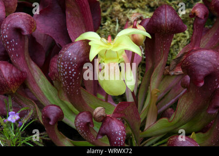 Sydney Australien, zarte gelbe Blume eines crimson Kannenpflanze Stockfoto
