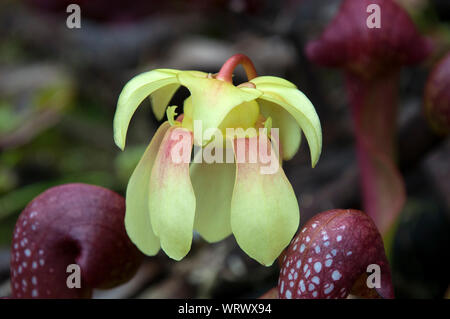 Sydney Australien, zarte gelbe Blume eines crimson Kannenpflanze Stockfoto