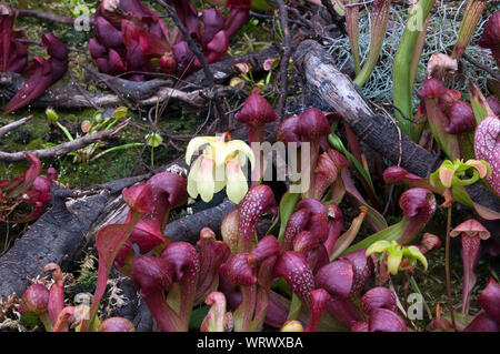 Sydney Australien, zarte gelbe Blume eines crimson Kannenpflanze Stockfoto