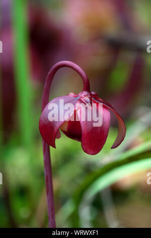 Sydney Australien, offene Sarracenia purpurea oder Seite - Blume Sattel Stockfoto