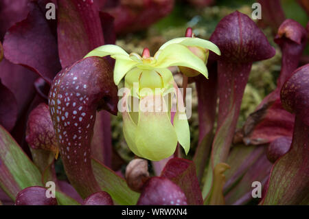 Sydney Australien, zarte gelbe Blume eines crimson Kannenpflanze Stockfoto