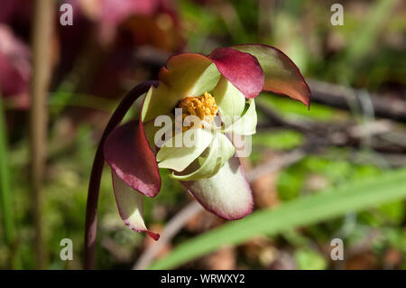 Sydney Australien, Sarracenia oder kannenpflanze Blume mit Pollen Stockfoto