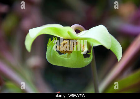 Sydney Australien, flowerhead der kannenpflanze nach Blütenblätter abgefallen Stockfoto