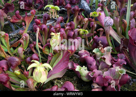 Sydney Australien, zarten gelben Blüten eines crimson Kannenpflanze im Garten Stockfoto