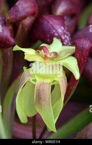 Sydney, Australien, in der Nähe eines empfindlichen gelbe Blume eines crimson Kannenpflanze Stockfoto