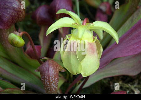 Sydney Australien, zarte gelbe Blume eines crimson Kannenpflanze Stockfoto