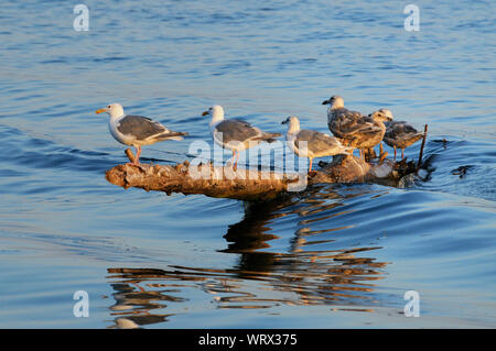 Sechs Silbermöwen auf einem anmelden. Comox, Vancouver Island, B.C Canada. Stockfoto