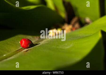 Rote Frucht gelb Palm oder Schmetterling Palm (Dypsis lutescens) auf green leaf Hintergrund, Nahaufnahme und Marco Schuß Stockfoto