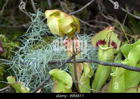 Sydney Australien, Sarracenia oder kannenpflanze mit blütenkopf Stockfoto