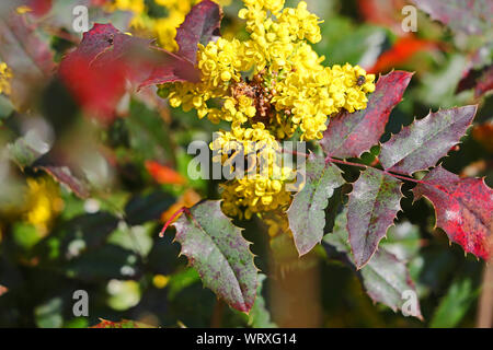 White tailed bumble bee oder Hummel Lat. bombus lucorum Ähnlich bombus terrestris Familie apidae Fütterung auf einem gelben Holly oder ilex Blume Stockfoto