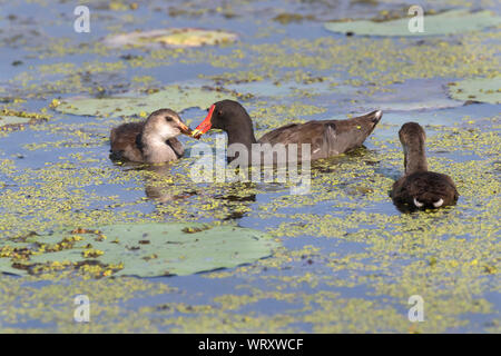 (Common gallinule Gallinula galeata) ihre Küken füttern, Brazos Bend State Park, Needville, Texas, USA. Stockfoto