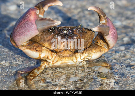 Golf Stone Crab (crescentia Adina) Verteidigung selbst Stockfoto