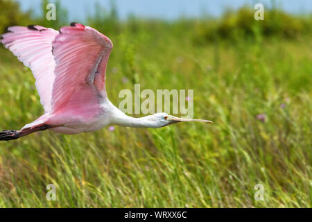 Der Rosalöffler (Platalea ajaja) Fliegen über Marsh Stockfoto