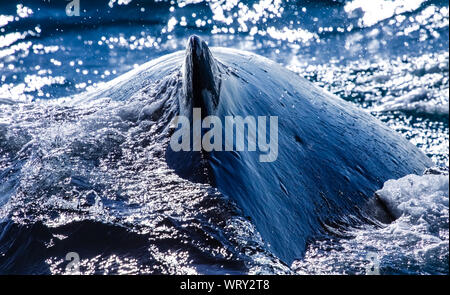 Ein Buckelwal schwimmen in das schäumende Meer an einem sonnigen Tag Stockfoto